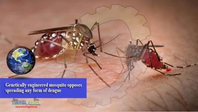 Genetically engineered mosquito opposes spreading any form of dengue