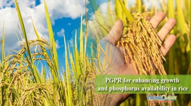 PGPR for enhancing growth and phosphorus availability in rice