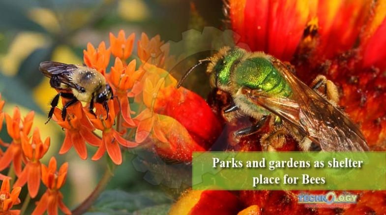 Parks and gardens as shelter place for Bees