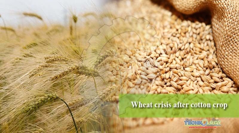 Wheat crisis after cotton crop