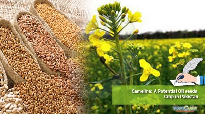 Camelina: A Potential Oil seeds Crop in Pakistan