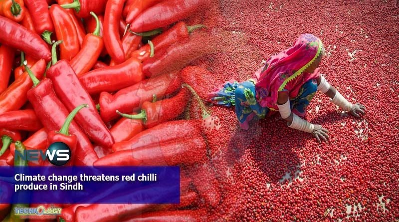 Climate change threatens red chilli produce in Sindh