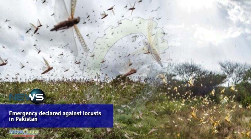 Emergency declared against locusts in Pakistan