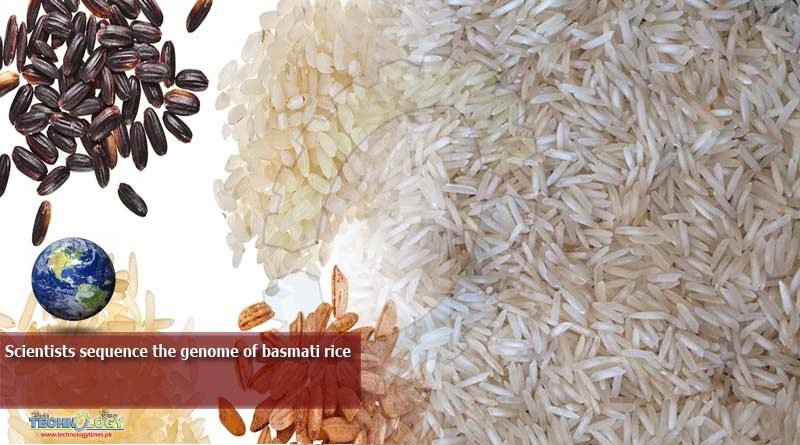 Scientists-sequence-the-genome-of-basmati-rice