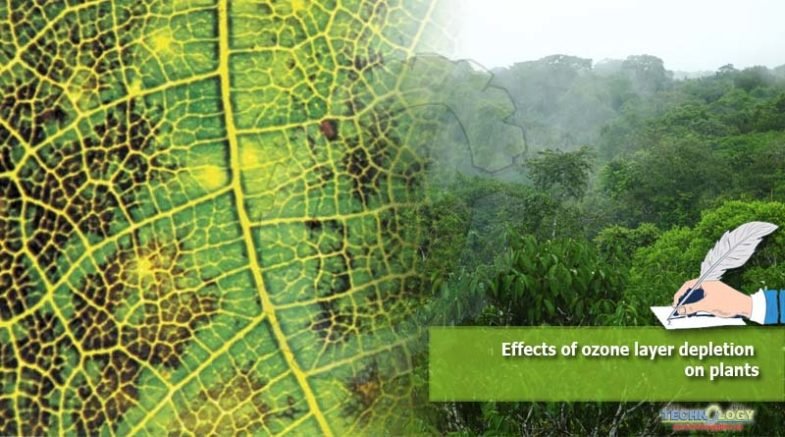 Effects of ozone layer depletion on plants