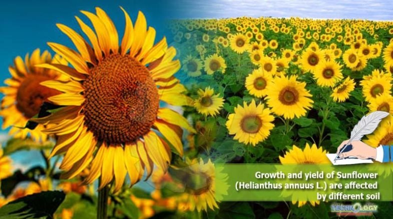 Growth and yield of Sunflower (Helianthus annuus L.) are affected by different soil