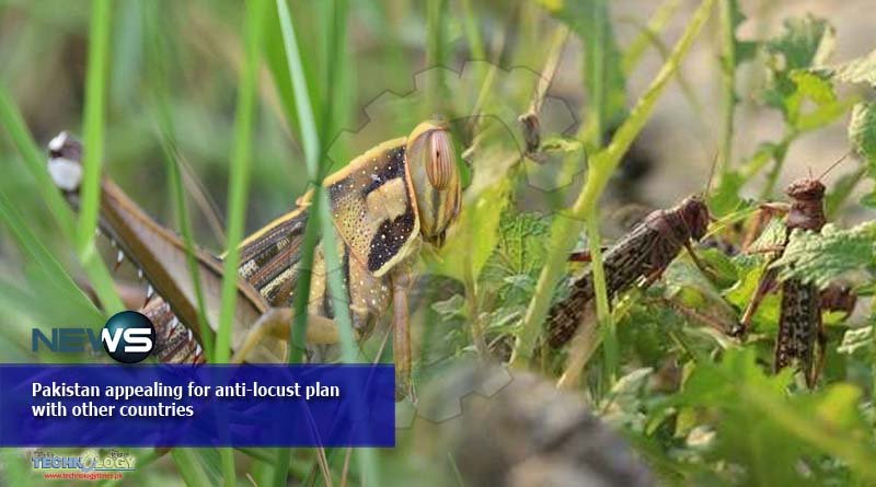 Pakistan appealing for anti-locust plan with other countries