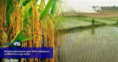 Punjab government gave 50% subsidy on certified rice crop seeds