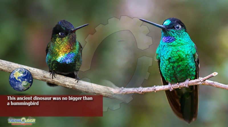 This-ancient-dinosaur-was-no-bigger-than-a-hummingbird