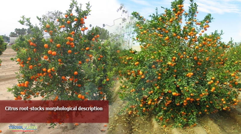 Citrus-root-stocks-morphological-description