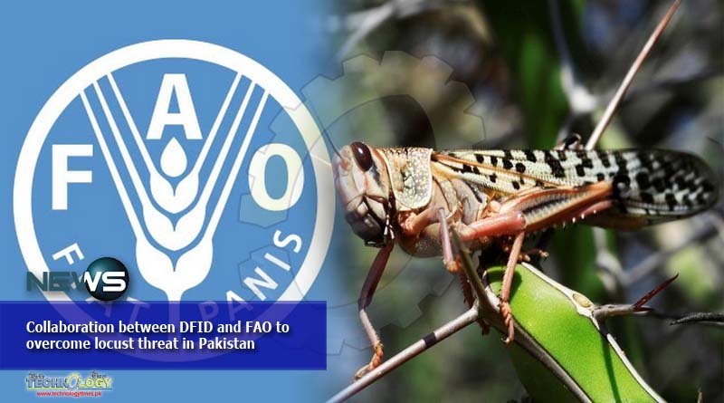 Collaboration between DFID and FAO to overcome locust threat in Pakistan