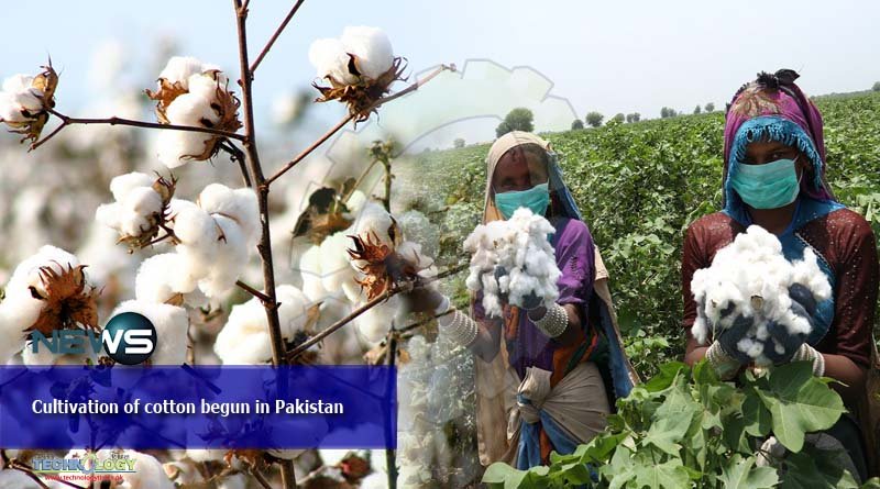 Cultivation of cotton begun in Pakistan