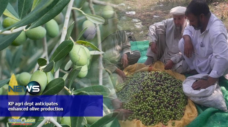 KP agri dept anticipates enhanced olive production