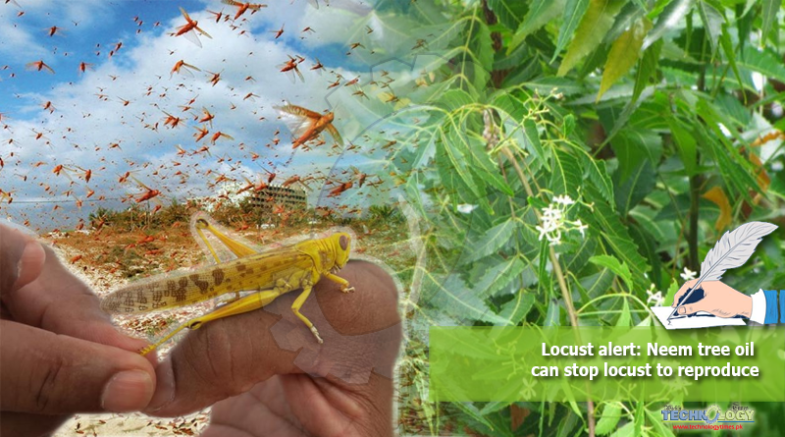 Locust alert Neem tree oil can stop locust to reproduce
