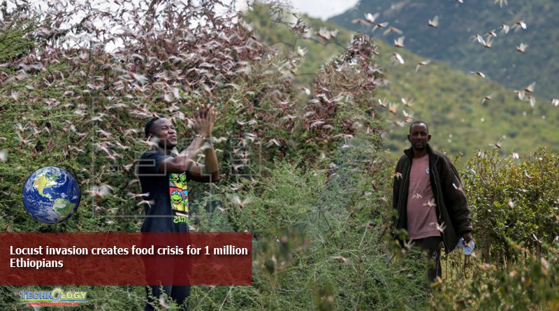 Locust-invasion-creates-food-crisis-for-1-million-Ethiopians