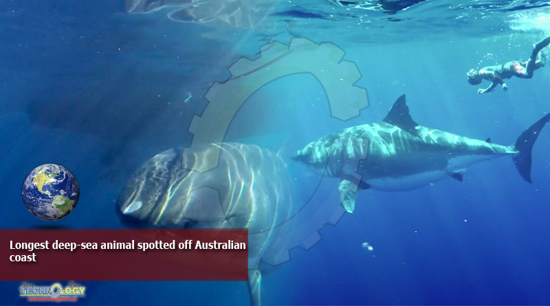 Longest-deep-sea-animal-spotted-off-Australian-coast
