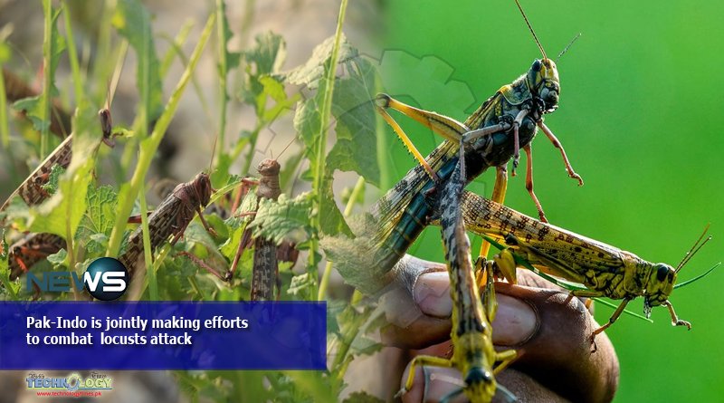Pak-Indo-is-jointly-making-efforts-to-combat-locusts-attack