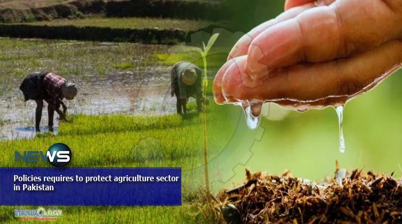 Policies requires to protect agriculture sector in Pakistan
