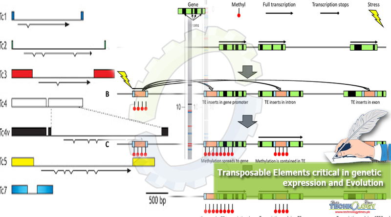 Transposable-Elements-critical-in-genetic-expression-and-Evolution.