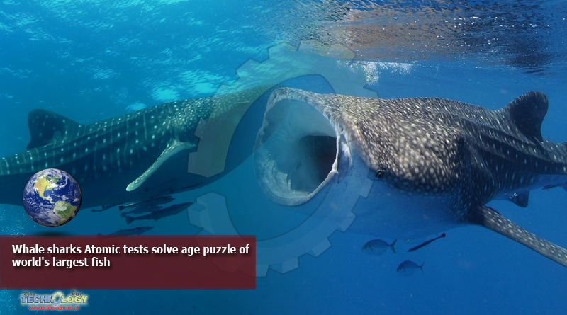 Whale-sharks-Atomic-tests-solve-age-puzzle-of-worlds-largest-fish