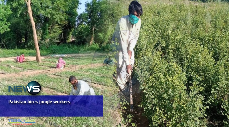 Pakistan hires jungle workers