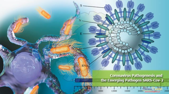 Coronavirus Pathogenesis and the Emerging Pathogen SARS-Cov-2
