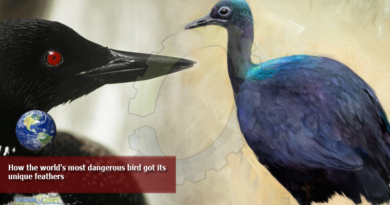 How-the-worlds-most-dangerous-bird-got-its-unique-feathers