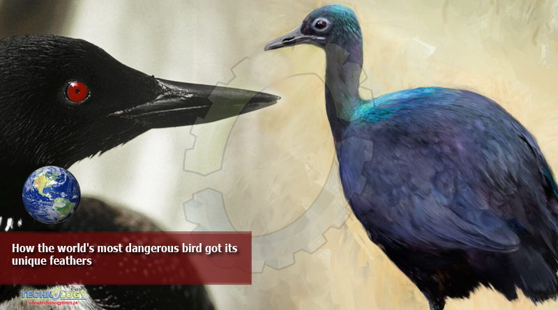 How-the-worlds-most-dangerous-bird-got-its-unique-feathers