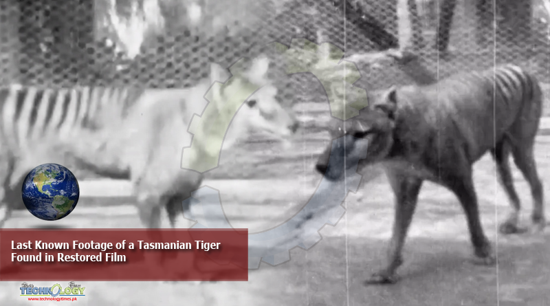 Last-Known-Footage-of-a-Tasmanian-Tiger-Found-in-Restored-Film