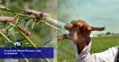 Locust new Attack damages crops in Shujabad