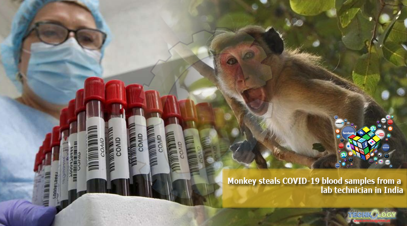 Monkey-steals-COVID-19-blood-samples-from-a-lab-technician-in-India