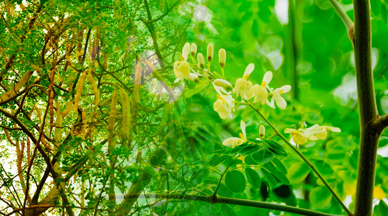 sohanjna Moringa oleifera Beautiful trees of Pakistan