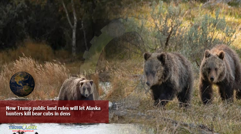 New-Trump-public-land-rules-will-let-Alaska-hunters-kill-bear-cubs-in-dens