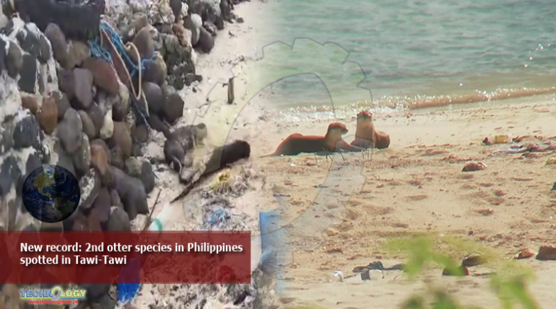 New record: 2nd otter species in Philippines spotted in Tawi-Tawi