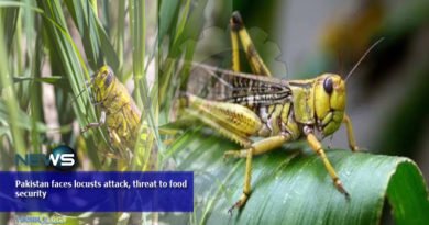 Pakistan faces locusts attack, threat to food security