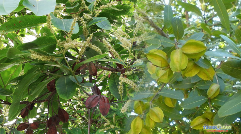 Terminalia arjuna tree