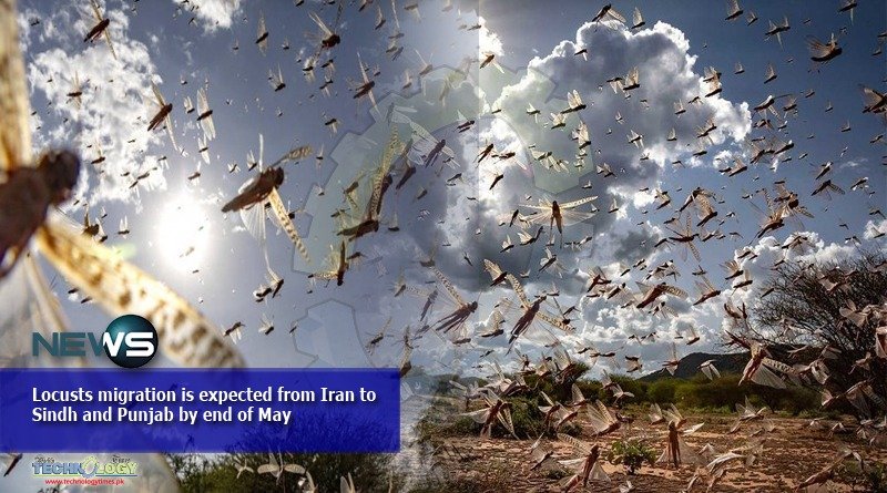Locusts migration is expected from Iran to Sindh and Punjab by end of May
