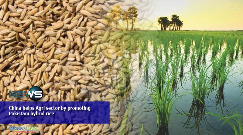 China helps Agri sector by promoting Pakistani hybrid rice