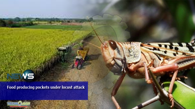 Food producing pockets under locust attack
