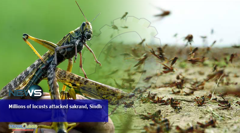 Millions of locusts attacked sakrand, Sindh