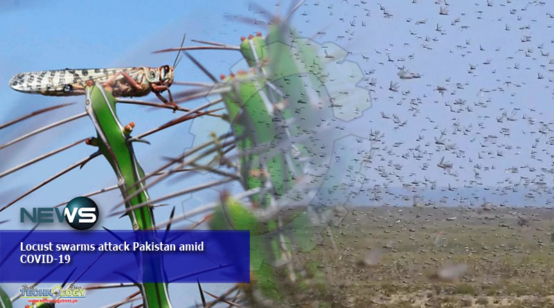 Locust swarms attack Pakistan amid COVID-19