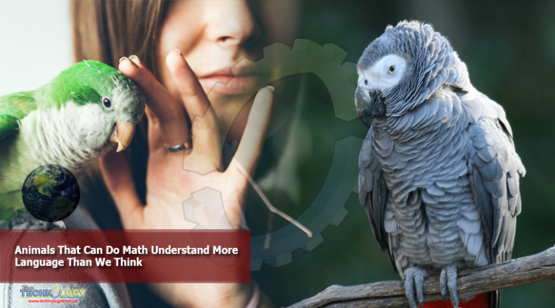 Animals-That-Can-Do-Math-Understand-More-Language-Than-We-Think