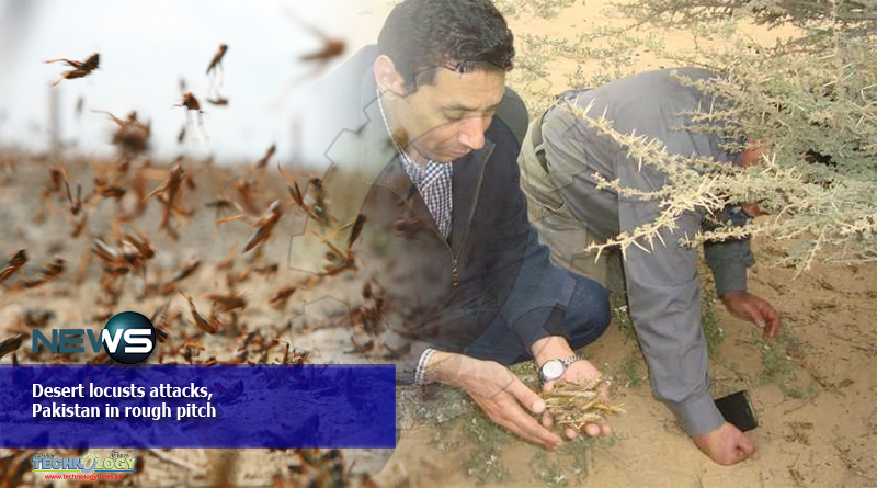 Desert-locusts-attacks-Pakistan-in-rough-pitch.