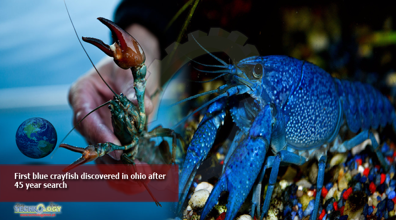 First blue crayfish discovered in ohio after 45 year search