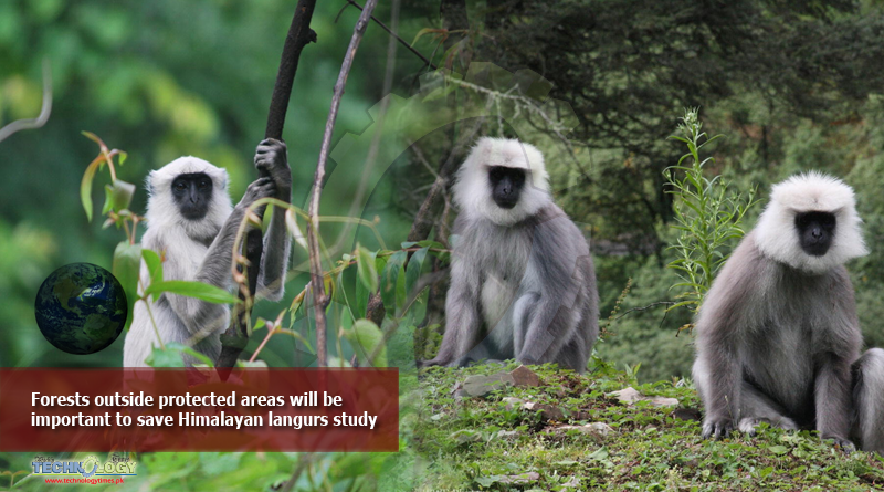 Forests-outside-protected-areas-will-be-important-to-save-Himalayan-langurs-study
