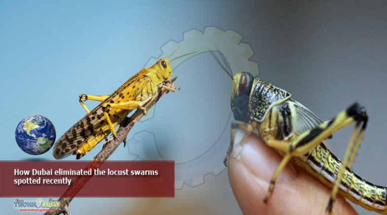How Dubai eliminated the locust swarms spotted recently