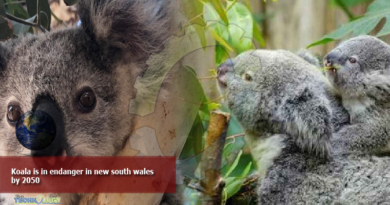 Koala-is-in-endanger-in-new-south-wales-by-2050