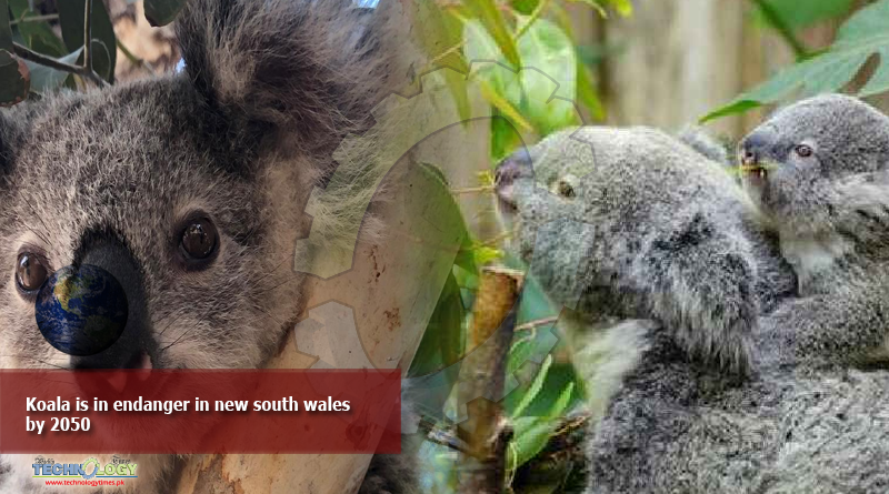 Koala-is-in-endanger-in-new-south-wales-by-2050