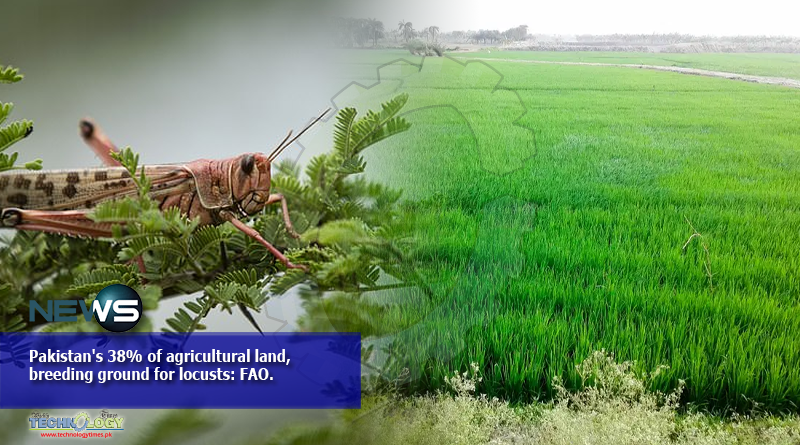 Pakistan's 38% of agricultural land has become locust-breeding ground: FAO