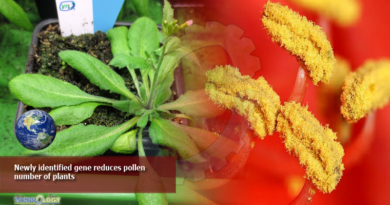 Newly identified gene reduces pollen number of plants